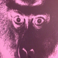 Image de profile de Timiz